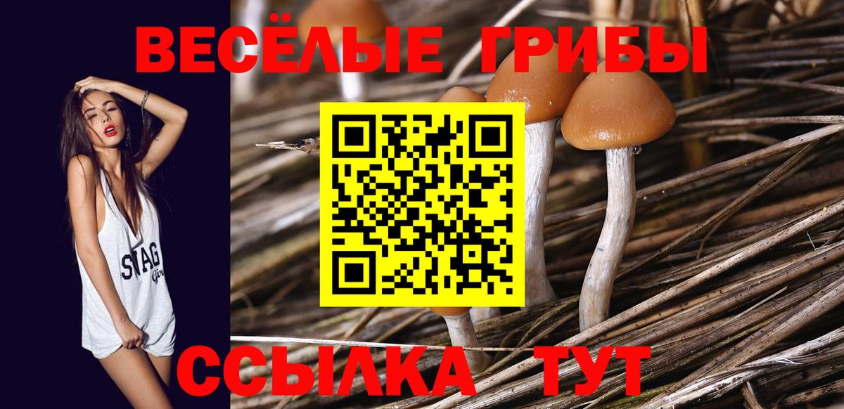Тамбов  как найти   Вход с VPN  Галлюциногенные грибы мухоморы 